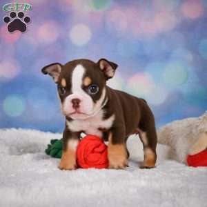 Claire, Miniature Bulldog Puppy